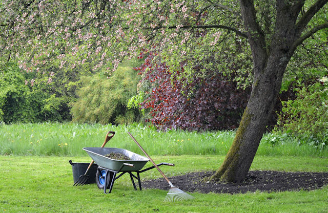 wheelbarrow under tree on lawn